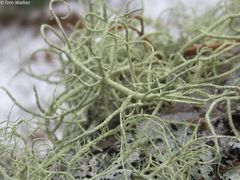 Usnea subscabrosa