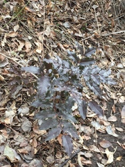 Berberis aquifolium