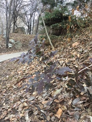 Berberis aquifolium