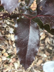 Berberis aquifolium