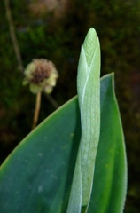 Prescottia stachyodes