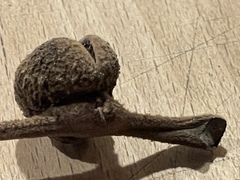 Phylloxera caryaeren
