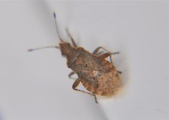 Aufeius impressicollis