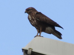 Buteo buteo