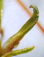 Aloina aloides