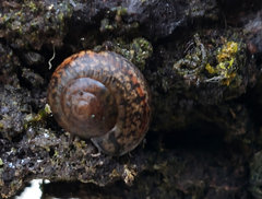 Helminthoglypta cypreophila