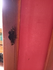 Feigeria claricostata