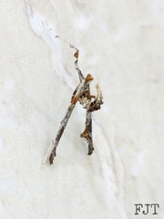 Lineodes triangulalis