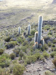 Trichocereus tarijensis
