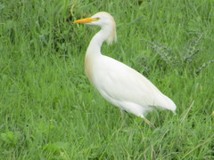 Bubulcus ibis