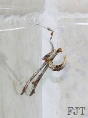 Lineodes triangulalis