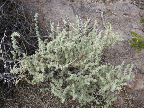 Atriplex imbricata (Atriplex imbricata)