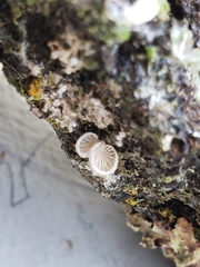 Crepidotus caspari