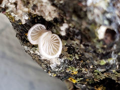 Crepidotus caspari