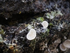 Crepidotus caspari