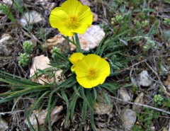 Ranunculus gramineus