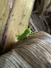 Schistocerca flavofasciata