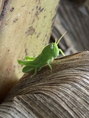 Schistocerca flavofasciata