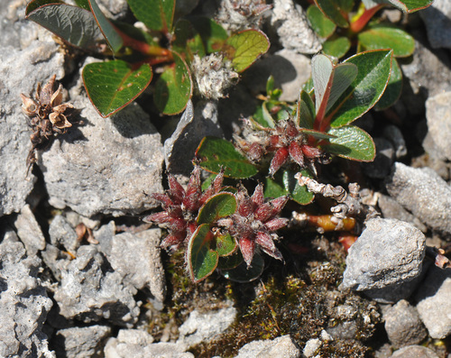 Image of Salix jejuna by (c) Todd Boland, some rights reserved (CC BY)