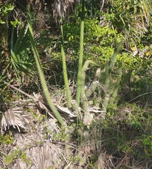 Harrisia aboriginum