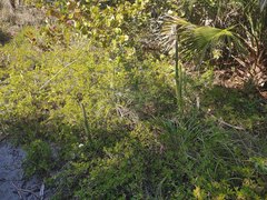 Harrisia aboriginum