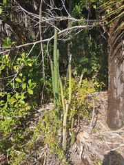 Harrisia aboriginum