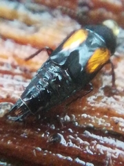 Tachinus subterraneus