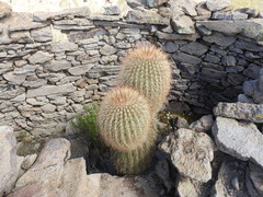 Trichocereus tarijensis