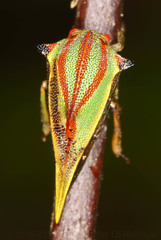 Umbonia ataliba