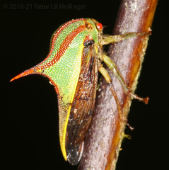 Umbonia ataliba