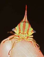 Umbonia ataliba
