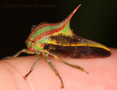 Umbonia ataliba