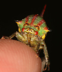 Umbonia ataliba