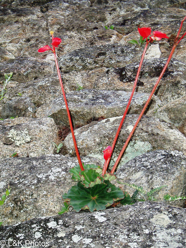Begonia veitchii, photograph 5