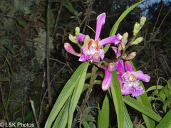 Sobralia dichotoma
