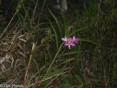 Sobralia dichotoma