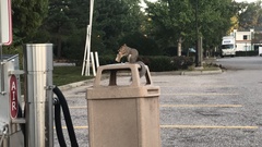 Sciurus carolinensis