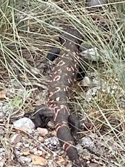 Heloderma suspectum suspectum