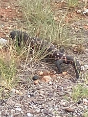 Heloderma suspectum suspectum