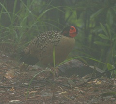 Tragopan caboti