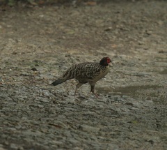 Tragopan caboti