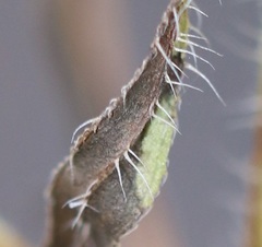 Erigeron floribundus