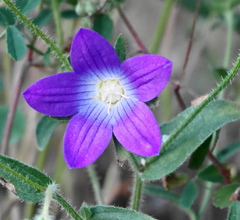 Campanula scutellata