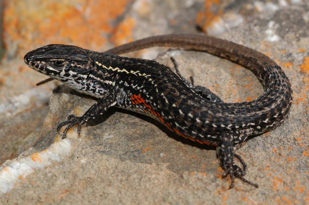 Green-Striped Mountain Lizard