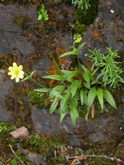 Arnica lonchophylla