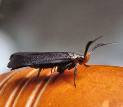 Dichomeris nonstrigella