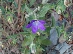 Campanula scutellata