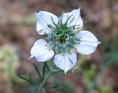 Nigella arvensis