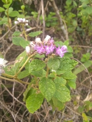 Vernonia saepium