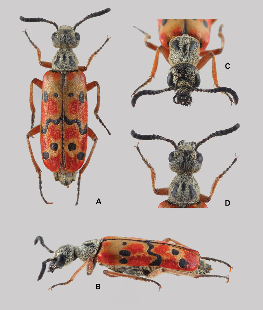 Croscherichia armass